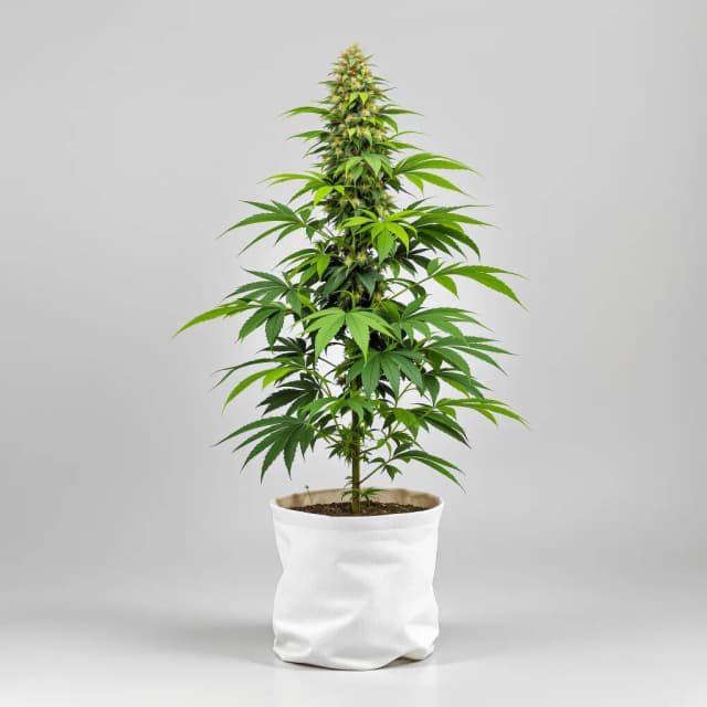 Emballage de graines de cannabis Tangerine Dream — Royal King Seeds France