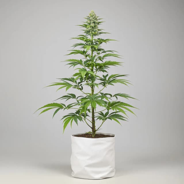 Emballage de graines de cannabis Tangerine Haze — Royal King Seeds France
