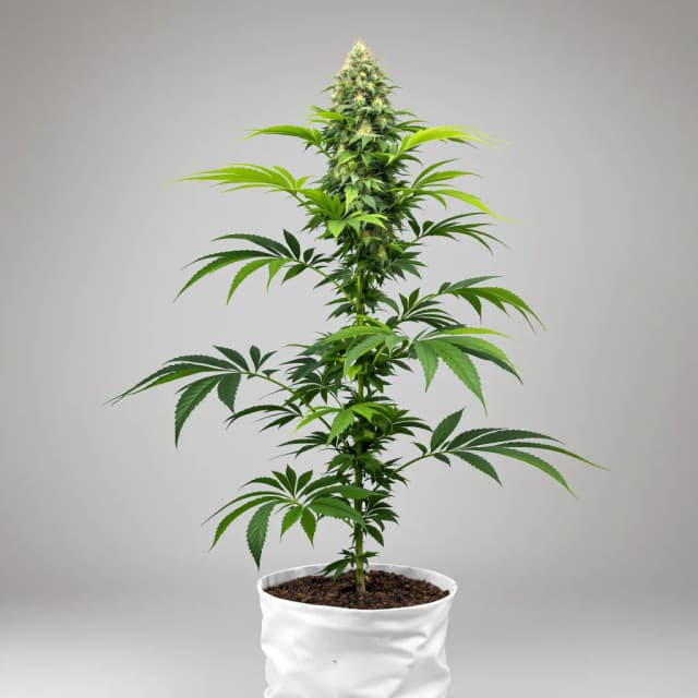 Emballage de graines de cannabis Tangerine Kush — Royal King Seeds France