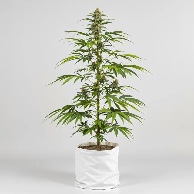 Emballage de graines de cannabis Tangie — Royal King Seeds France