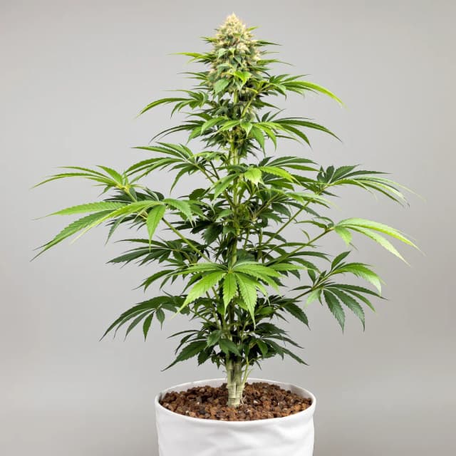 Emballage de graines de cannabis Tembo Kush — Royal King Seeds France