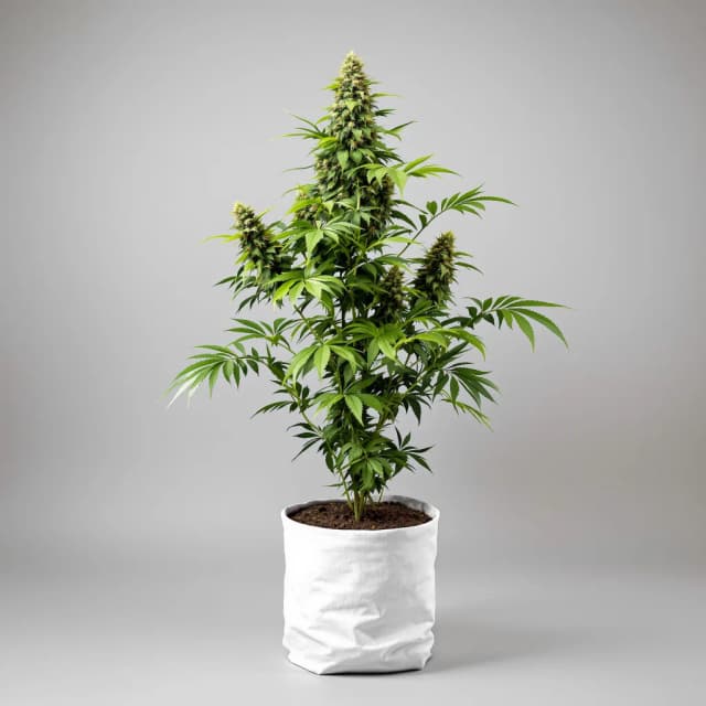 Emballage de graines de cannabis Tembo Kush — Royal King Seeds France