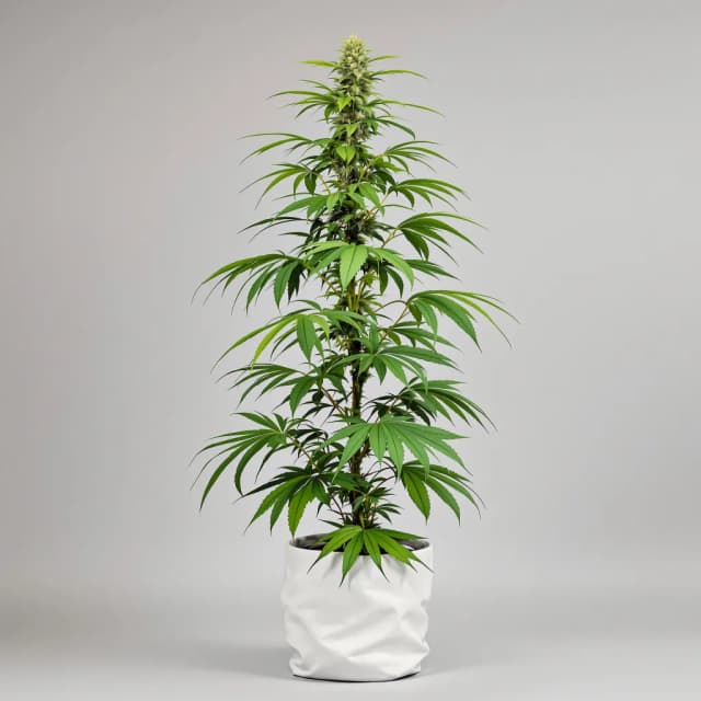 Emballage de graines de cannabis Thai — Royal King Seeds France