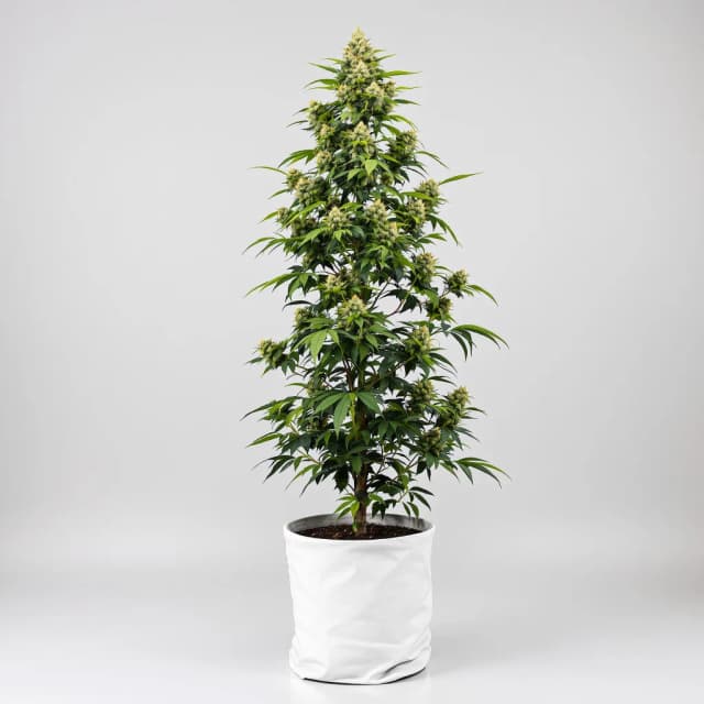 Emballage de graines de cannabis THC Bomb — Royal King Seeds France