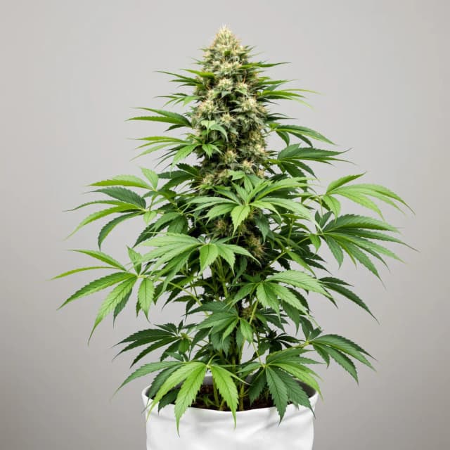 Emballage de graines de cannabis The Big Stink — Royal King Seeds France