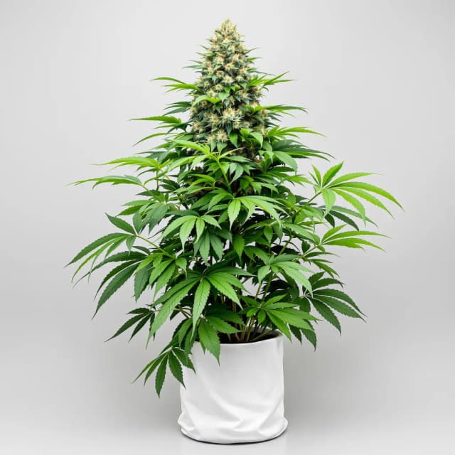 Emballage de graines de cannabis The Hog — Royal King Seeds France