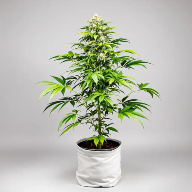 Emballage de graines de cannabis The Sister — Royal King Seeds France