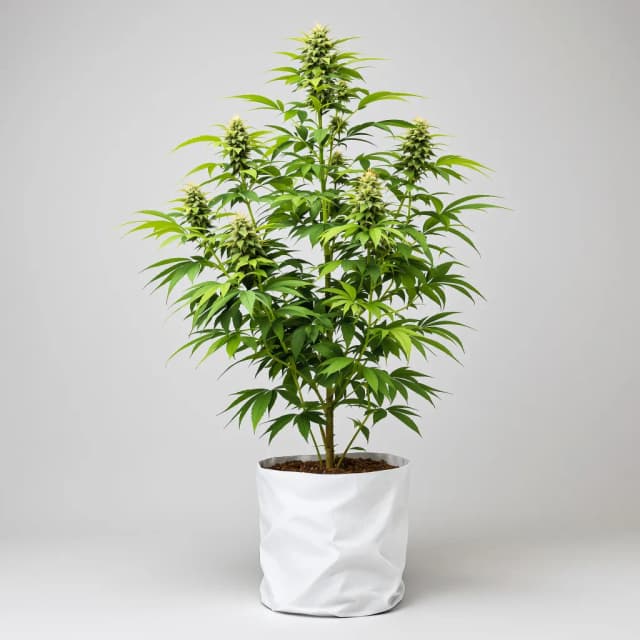 Emballage de graines de cannabis Thin Mint GSC — Royal King Seeds France