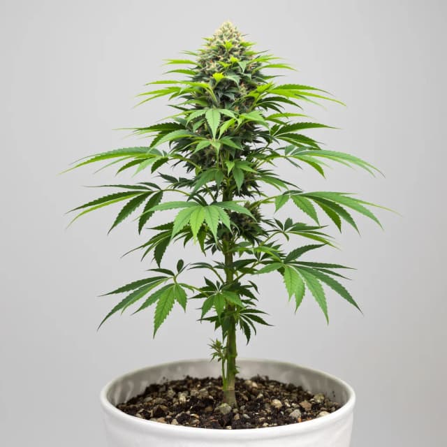 Emballage de graines de cannabis Trash — Royal King Seeds France