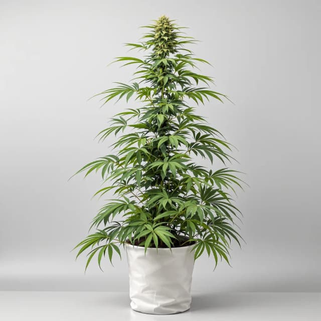 Emballage de graines de cannabis Tutankhamon — Royal King Seeds France