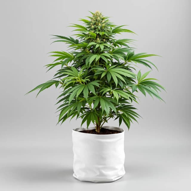 Emballage de graines de cannabis Tyson — Royal King Seeds France