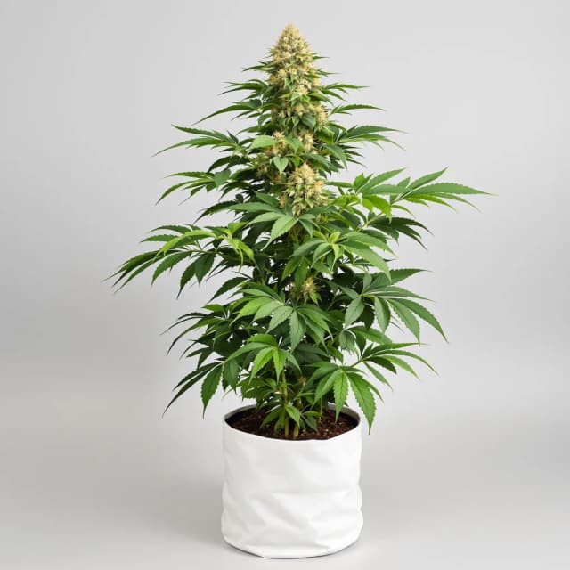 Emballage de graines de cannabis U2 Kush — Royal King Seeds France