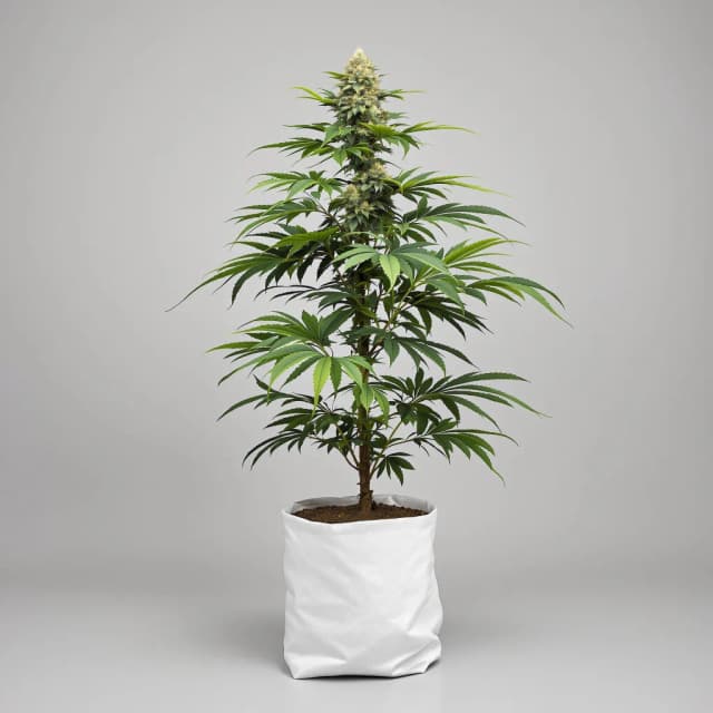 Emballage de graines de cannabis U2 Kush — Royal King Seeds France