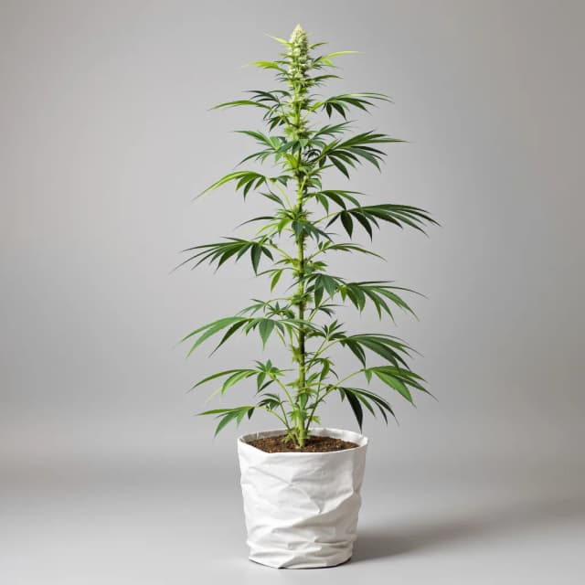 Emballage de graines de cannabis White Buffalo — Royal King Seeds France