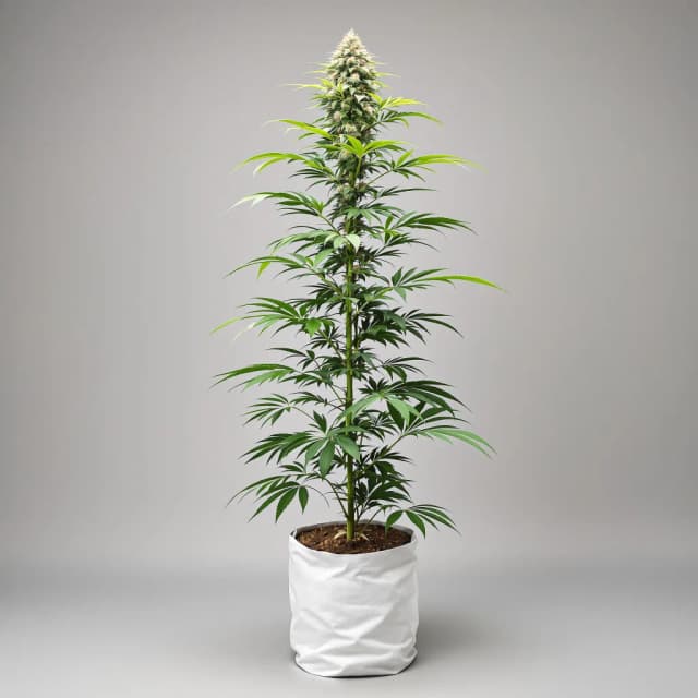 Emballage de graines de cannabis White Nightmare — Royal King Seeds France
