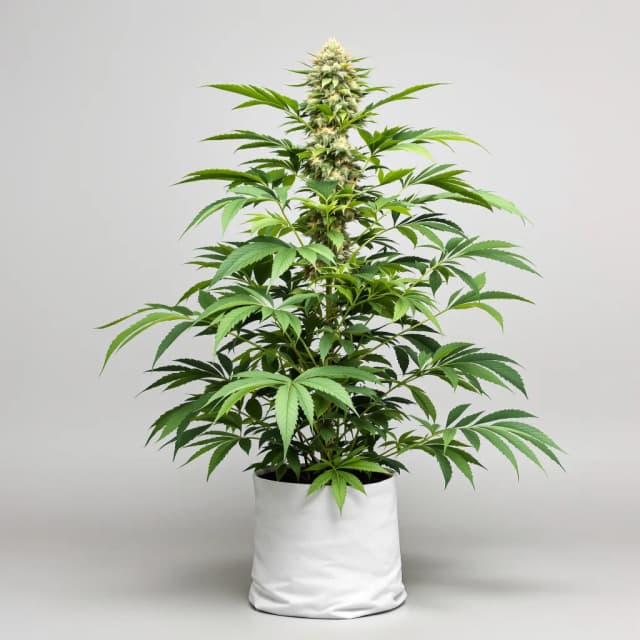 Emballage de graines de cannabis White Rhino — Royal King Seeds France