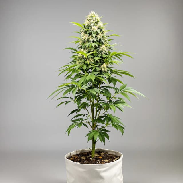 Emballage de graines de cannabis White Runtz — Royal King Seeds France