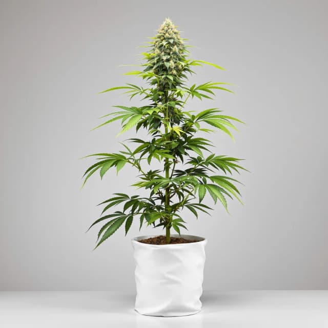 Emballage de graines de cannabis White Russian — Royal King Seeds France