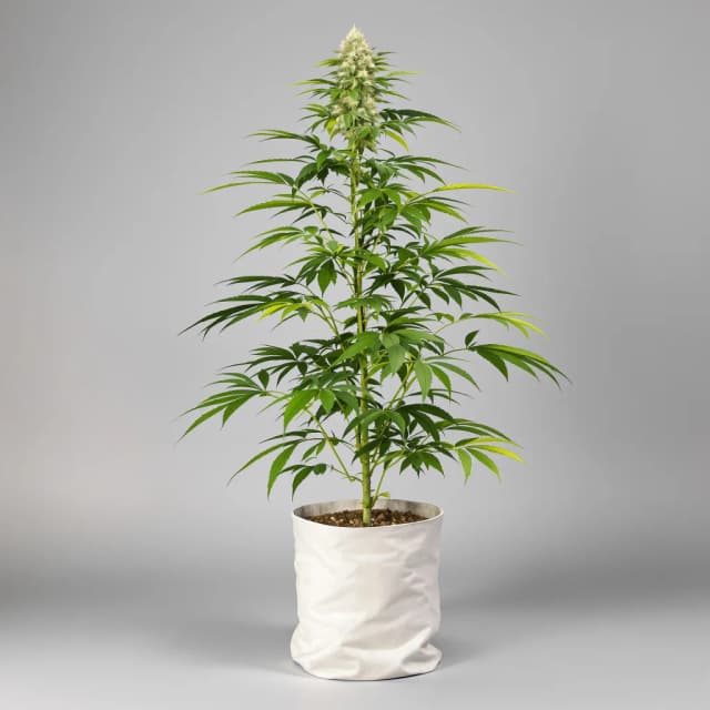 Emballage de graines de cannabis Whiteout — Royal King Seeds France