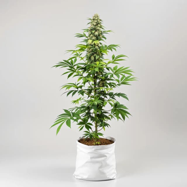 Emballage de graines de cannabis Willys Wonder — Royal King Seeds France