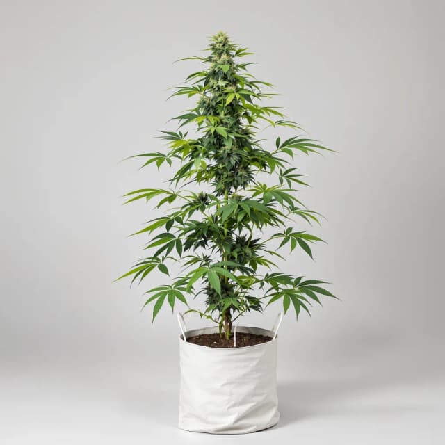 Emballage de graines de cannabis Wonder Woman — Royal King Seeds France
