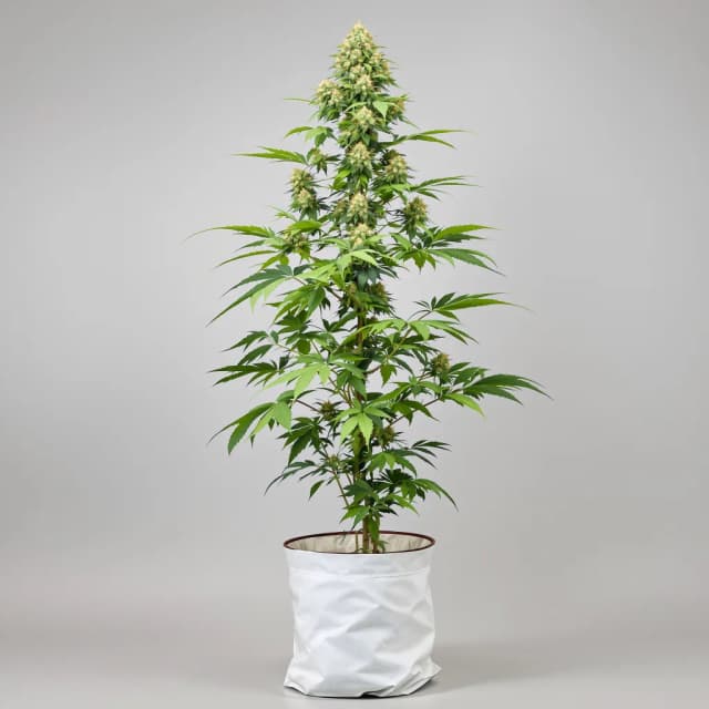 Emballage de graines de cannabis Yoda OG — Royal King Seeds France
