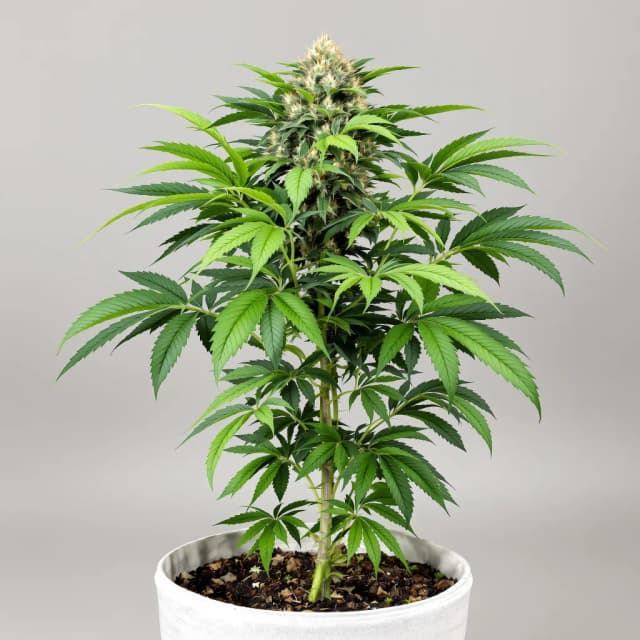 Emballage de graines de cannabis Yumboldt — Royal King Seeds France