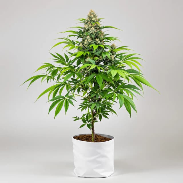 Emballage de graines de cannabis Zen CBD — Royal King Seeds France