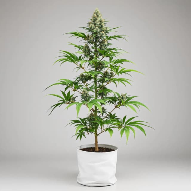 Emballage de graines de cannabis Zkittlez — Royal King Seeds France