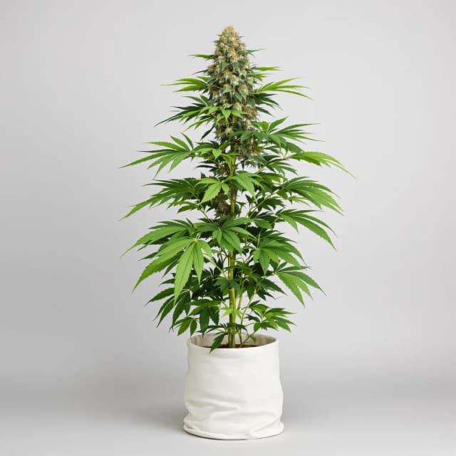 Emballage de graines de cannabis Zombie Kush — Royal King Seeds France