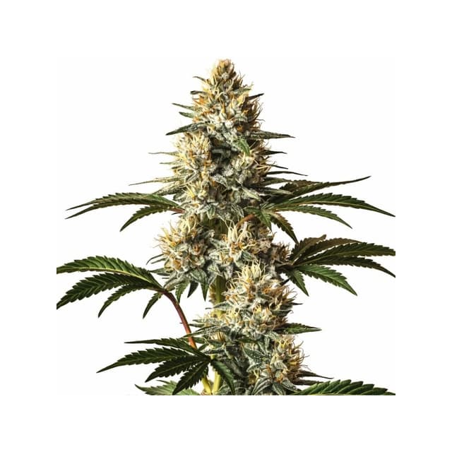 Emballage de graines de cannabis God’s Treat — Royal King Seeds France