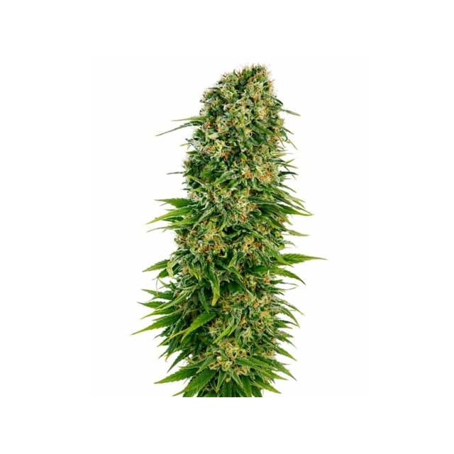 Emballage de graines de cannabis OG’s Pearl — Royal King Seeds France