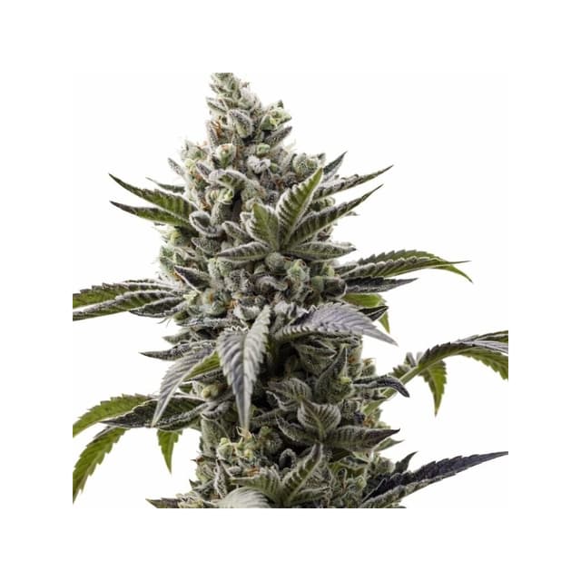 Emballage de graines de cannabis Scott's OG — Royal King Seeds France
