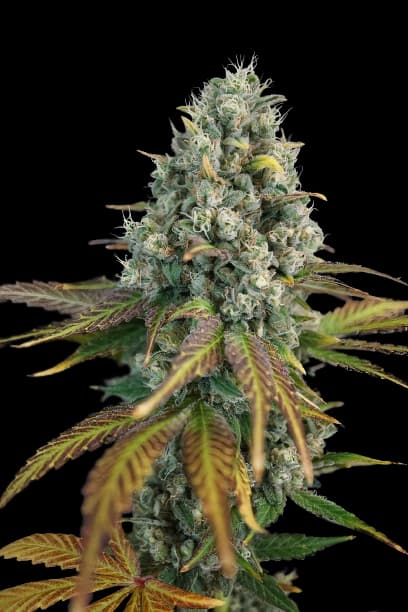Emballage de graines de cannabis 13 Dawgs — Royal King Seeds France