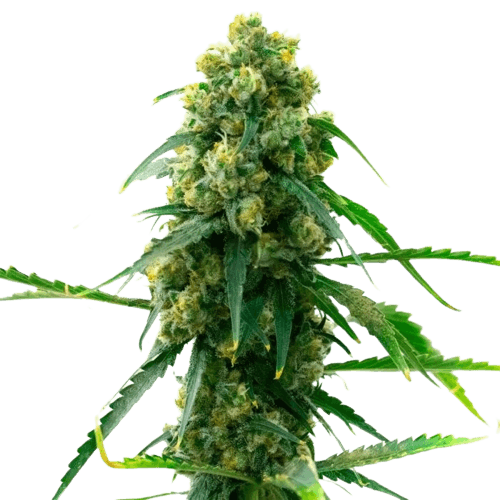 Emballage de graines de cannabis 3 Kings — Royal King Seeds France