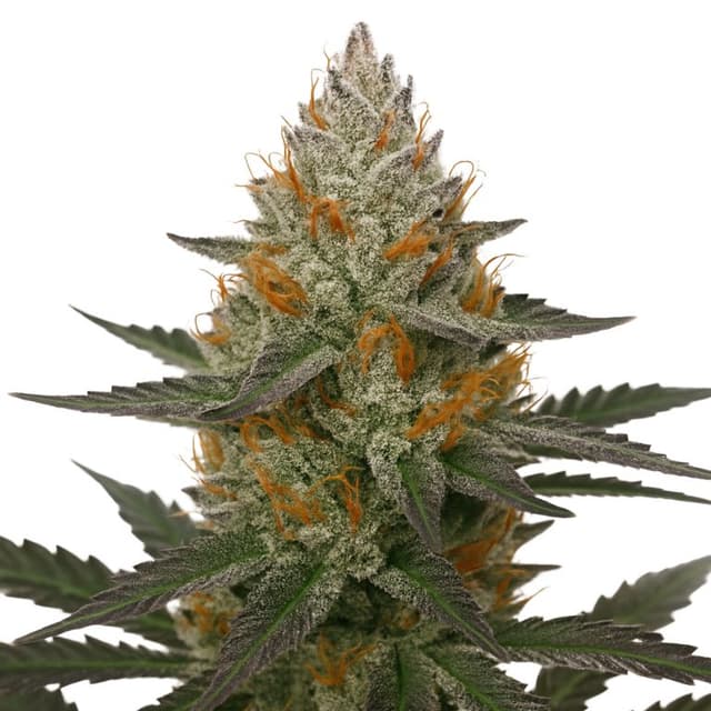 Emballage de graines de cannabis 41 Cherries — Royal King Seeds France