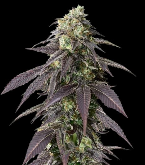 Emballage de graines de cannabis 707 Headband — Royal King Seeds France