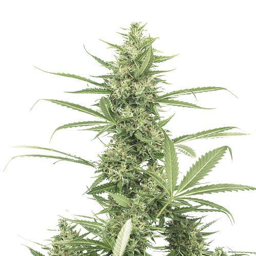Emballage de graines de cannabis 8 Ball Kush — Royal King Seeds France