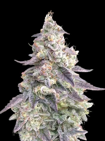 Emballage de graines de cannabis 9 Pound Hammer — Royal King Seeds France