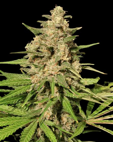 Emballage de graines de cannabis Afghani Bullrider — Royal King Seeds France
