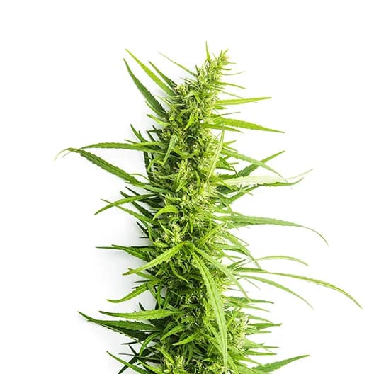 Emballage de graines de cannabis Afpak — Royal King Seeds France