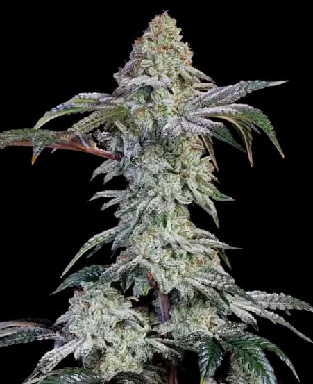 Emballage de graines de cannabis Agent Tangie — Royal King Seeds France