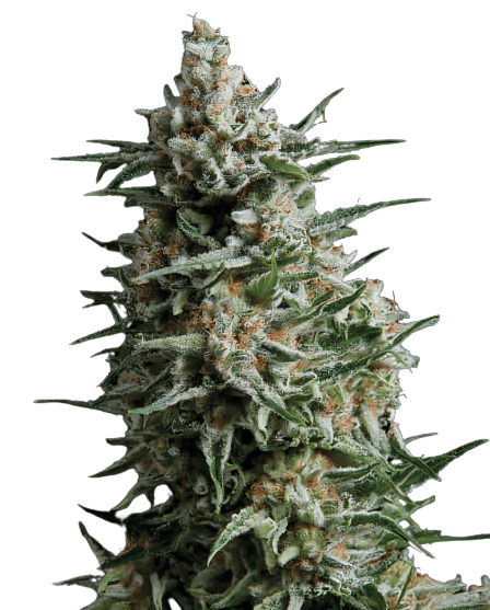 Emballage de graines de cannabis Alien Reunion — Royal King Seeds France