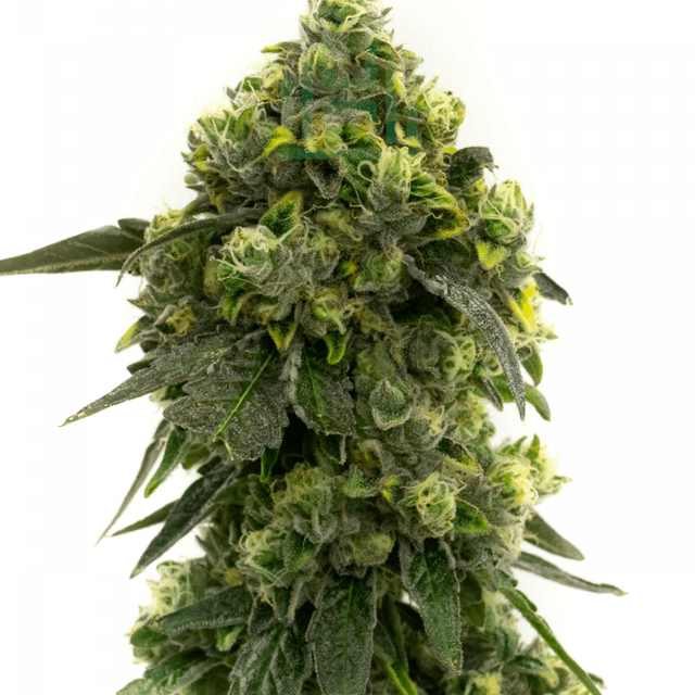 Emballage de graines de cannabis Alien Technology — Royal King Seeds France