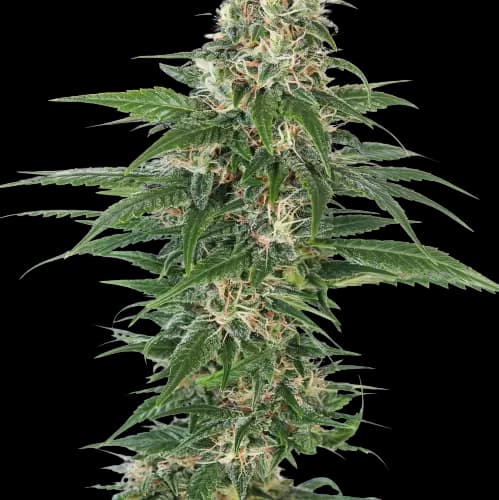 Emballage de graines de cannabis Aliens On Moonshine — Royal King Seeds France