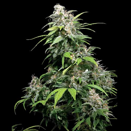 Emballage de graines de cannabis Alpine Star — Royal King Seeds France