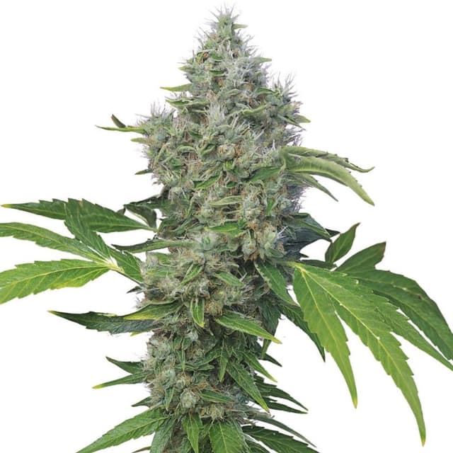 Emballage de graines de cannabis American Kush — Royal King Seeds France