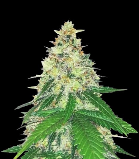 Emballage de graines de cannabis Apple Betty — Royal King Seeds France