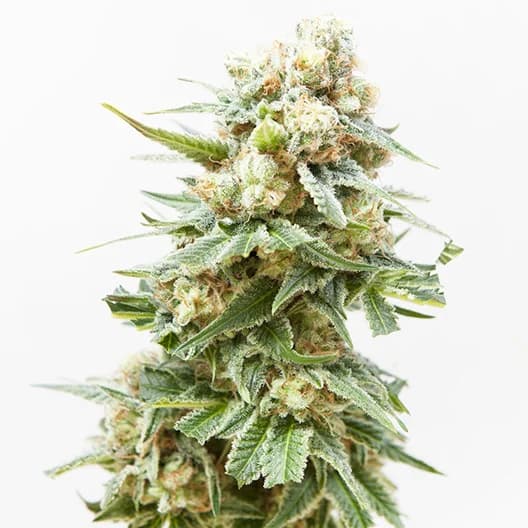 Emballage de graines de cannabis Arctic Sun — Royal King Seeds France