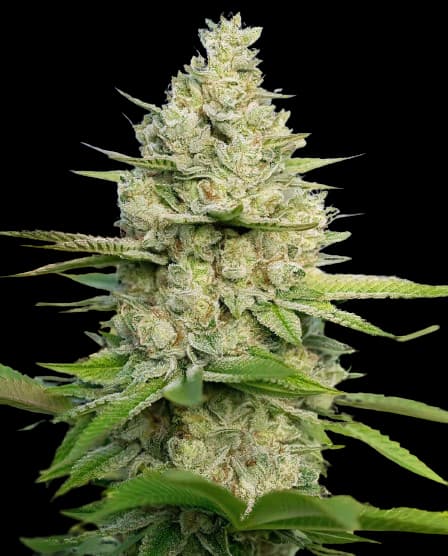 Atomic Northern Lights Feminized